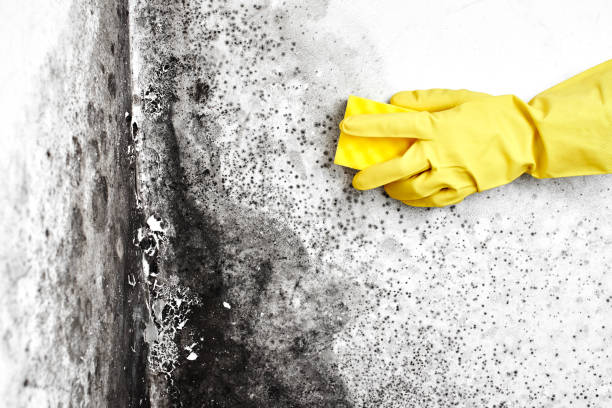 Biohazard Mold Removal in Holiday Heights, NJ