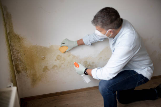 Best Mold Prevention Services  in Holiday Heights, NJ