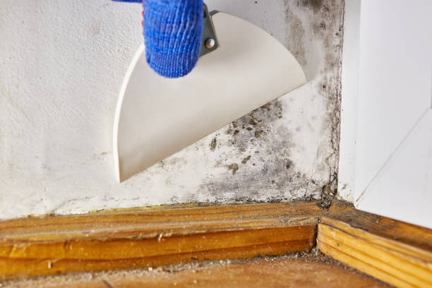 Holiday Heights, NJ Mold Removal Company